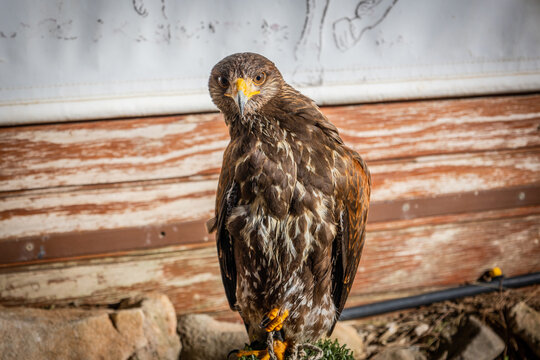 Falconry. Harris hawk (Parabuteo unicinctus) bird of prey.