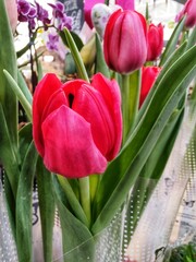 bunch of tulips