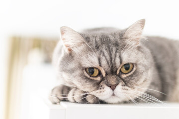 Scottish fold tabby cat lying on the couch at home.