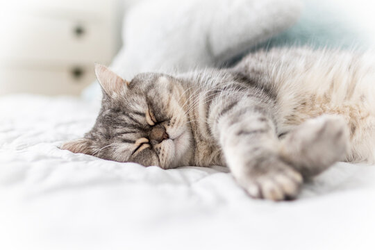 Scottish fold tabby cat lying on the couch at home.
