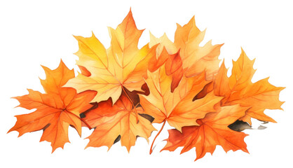 PNG  Maple leaves plant leaf