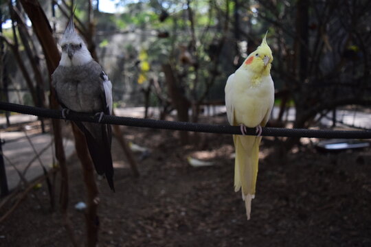 Aves