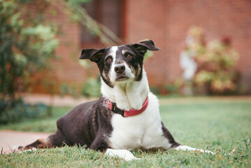 cute dog resting on the grass