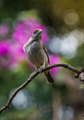 bird watching in the department of nariño colombia during the global big day