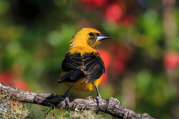 bird watching in the department of nariño colombia during the global big day