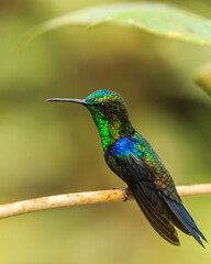 bird watching in the department of nariño colombia during the global big day