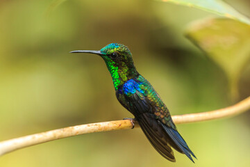 bird watching in the department of nariño colombia during the global big day