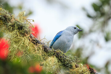 bird watching in the department of nariño colombia during the global big day