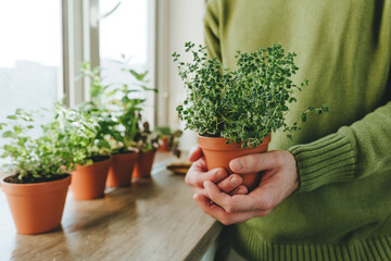 Close up of man holding kitchen herb thyme cultivated in flower pot