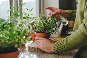 Close up of man watering kitchen herbs cultivated in flower pots used in culinary