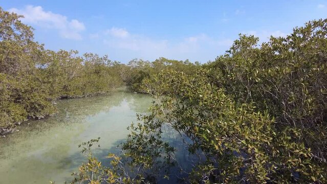 Mangroves natural habitat at Al Jubail Park in Abu Dhabi, UAE