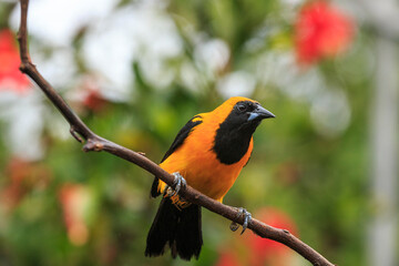 bird watching in the department of nariño colombia during the global big day
