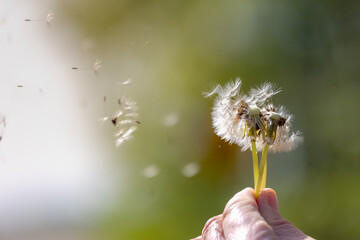 Hand hold white fluffy dandelion with selective focus, Pollen of flowers blowing in the air with...