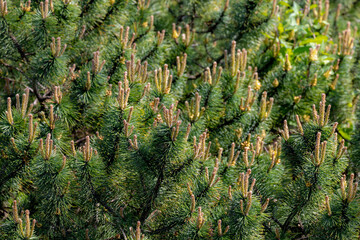 Selective focus of green, tiny and needle-like foliage leaves, Pine mugo turra is any conifer in...