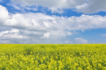 rural areas and landscapes. photos of canola fields and cloudy skies.