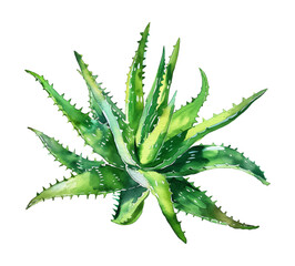 aloe vera watercolor digital painting good quality