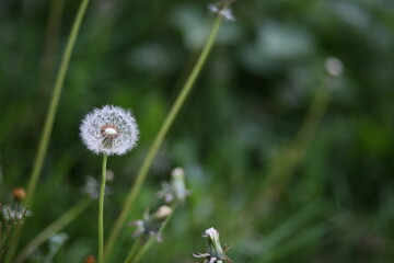 Field of tall grass with dandelions swaying in wind