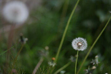 Field of tall grass with dandelions swaying in wind