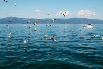 Obraz premium seagulls on the sea