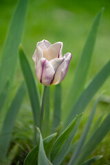 Pink-white tulip in the springtime garden