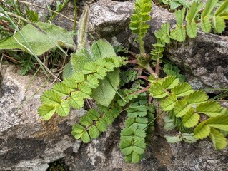 Leaves of Salad Burnet (Sanguisorba minor)