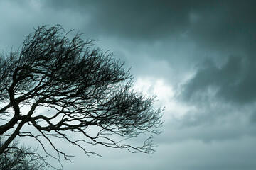 Tree branches swaying fiercely in the wind against a moody stormy backdrop.