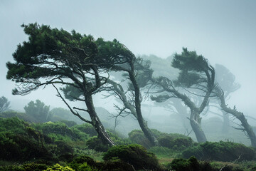 Fototapeta na wymiar Trees bending under the force of strong winds and rain during a storm.