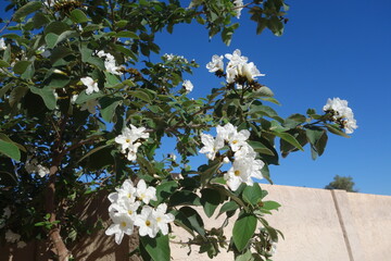 Anacahuita (also known as Cordia Boissieri, White Cordia, Mexican olive, Texas wild olive)...