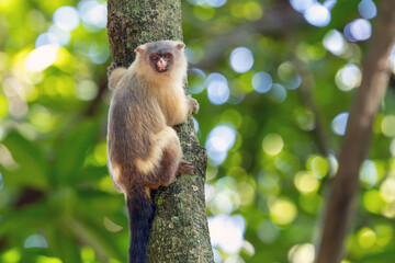 The black-tailed marmoset also knows as Sagui-do Cerrado hang from a tree trunk. Species Mico...