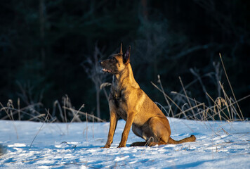 Belgian shepherd Malinois dog in the winter forest 