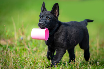 Black German Shepherd puppy retrieving plastic purple glass