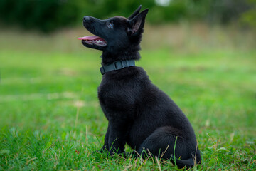 Black german shepherd puppy sitting on the green grass in the park
