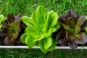 Fresh organic green leaves lettuce salad plant