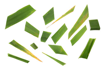 Green cut bamboo leaves set isolated on white background and texture, top view