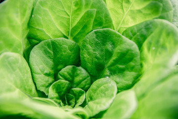 Fresh organic green leaves lettuce salad plant 