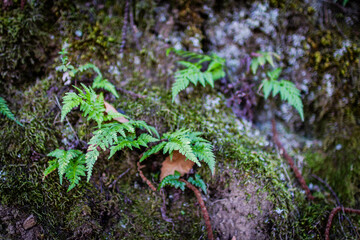 Closeup of lichens and small plants on the moss ground.
