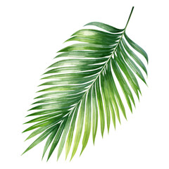 Palm Leaf Isolated Detailed Watercolor Hand Drawn Painting Illustration