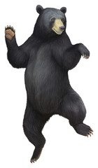 PNG Black bear dancing wildlife mammal animal.