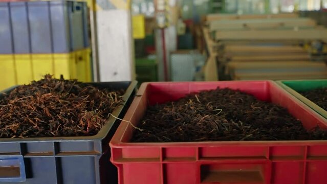 Factory floor with colorful bins filled with assorted tea leaves. Conveyor belts process, sort, and package various tea types. Workers monitor, manage machinery, ensure quality control in production.