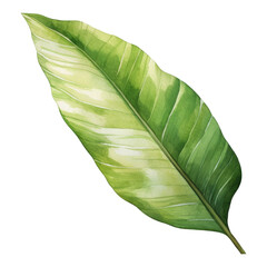 Banana Leaf Isolated Detailed Watercolor Hand Drawn Painting Illustration
