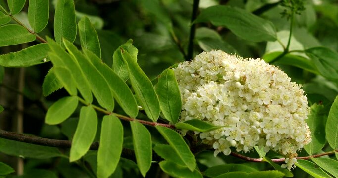 Close up video of flowering rowan in a light wind with a honey bee