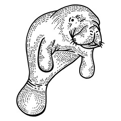 Manatee water animal sketch engraving PNG illustration. Scratch board style imitation. Hand drawn image.