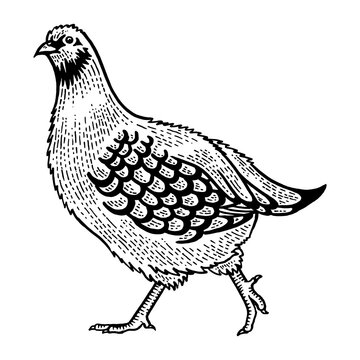 recommend clip art: Partridge Perdix bird sketch engraving PNG illustration. Tee shirt apparel print design. Scratch board style imitation. Hand drawn image.