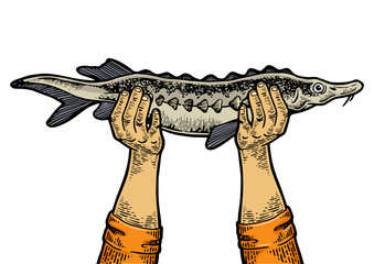 Fototapeta premium Hands with sturgeon fish engraving PNG illustration. Tee shirt apparel print design. Scratch board style imitation. Black and white hand drawn image.
