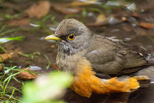 ave ba&ntilde;andose en arroyo. zorzal argentino. turdus rufiventris
