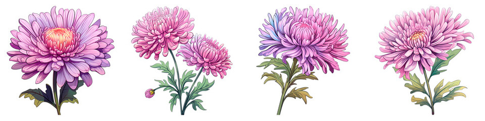 Obraz premium Collection of Aster isolated on transparent png background. Generative ai