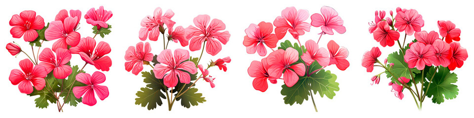 Obraz premium Collection of Geranium isolated on transparent png background. Generative ai