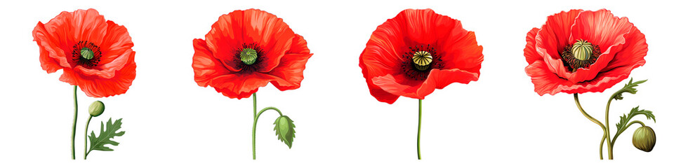 Collection of Poppy isolated on transparent png background. Generative ai