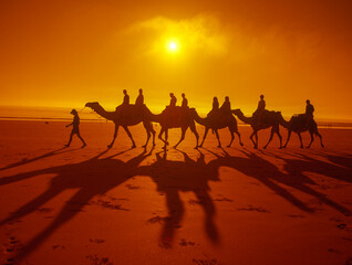 Camels at sunset on Cable beach, broome,Western Australia.