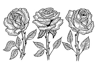 Rose flower sketch engraving PNG illustration. T-shirt apparel print design. Scratch board style imitation. Black and white hand drawn image.